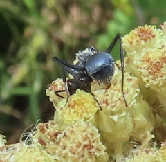 Camponotus mayri