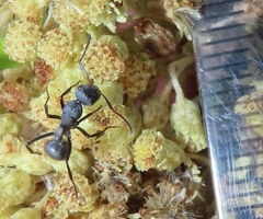 Camponotus mayri
