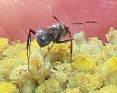 Camponotus mayri