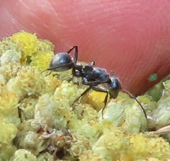 Camponotus mayri