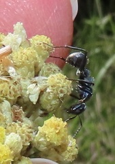 Camponotus mayri