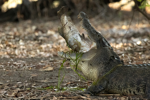 Saltwater Crocodile, Kakadu NT 0822, Australia, photo 9 of 10