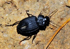 Licinus silphoides