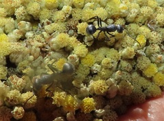 Camponotus mayri
