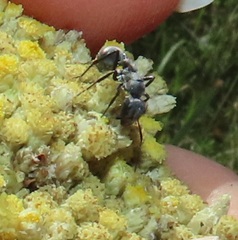 Camponotus mayri