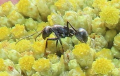 Camponotus mayri