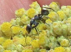Camponotus mayri
