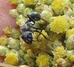Camponotus mayri