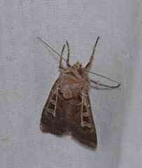 Euxoa divergens