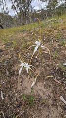 (c) Rosalie Lawrence, some rights reserved (CC BY) Caladenia argocalla, photograph (c) Rosalie Lawrence, some rights reserved (CC BY)