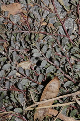 Podosphaera euphorbiae