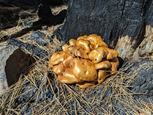 iNaturalist observation photo of Scalycaps