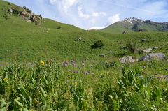 Allium aflatunense