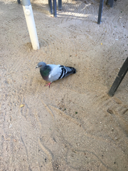 Columba livia domestica