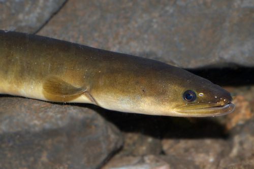 African longfin eel (Anguilla mossambica) — Anguillidae