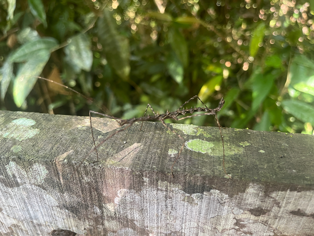 Parastheneboea borneensis