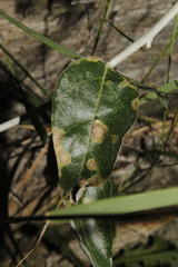 Amauromyza elaeagni