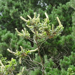 Escallonia pulverulenta