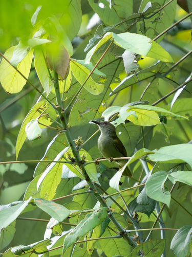 Plain Sunbird (Anthreptes simplex), photo 4