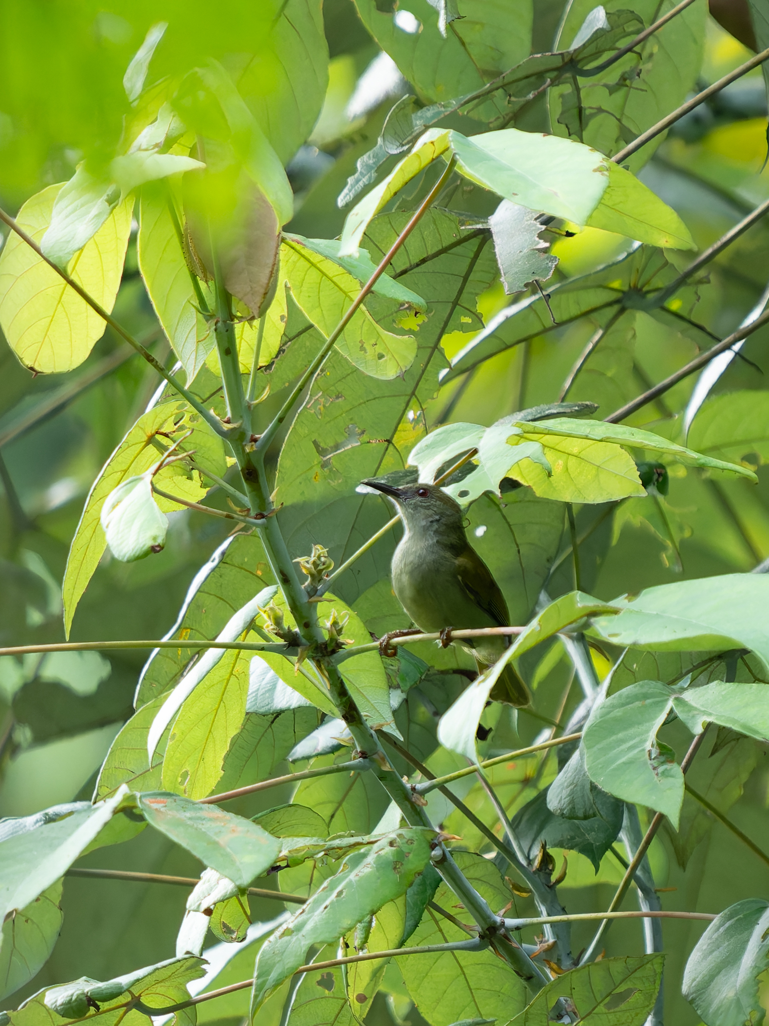 Plain Sunbird (Anthreptes simplex), photo 4