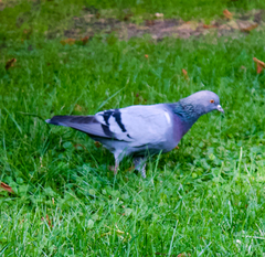 Columba livia