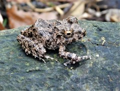 Common Big-Headed Frog photo 5