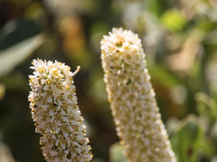 Escallonia pulverulenta