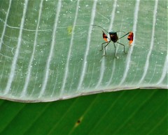 Anisoscelis foliaceus