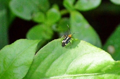 Horciasinus signoreti