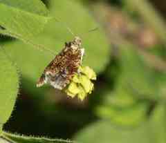 Olethreutes albiciliana