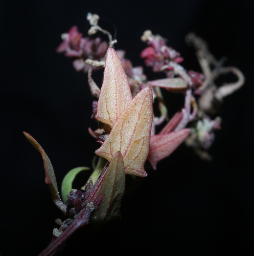 Babington's Orache (Atriplex glabriuscula)