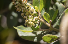 Escallonia pulverulenta