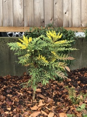 Berberis × hortensis