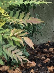 Berberis × hortensis