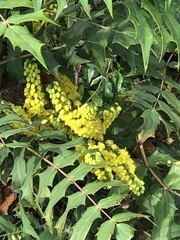 Berberis × hortensis