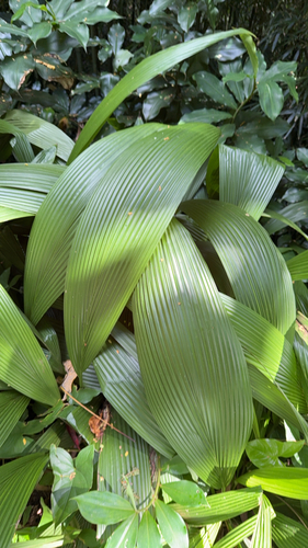 Curculigo capitulata observed 2025-10-11