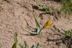 Tulipa dasystemon