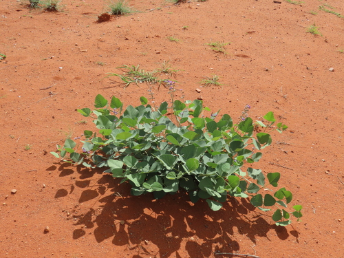 Neorautanenia mitis, photograph 1