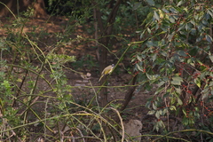 Pycnonotus sinensis