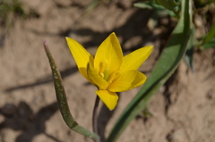 Tulipa dasystemon