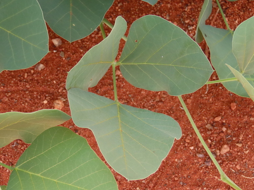Neorautanenia mitis