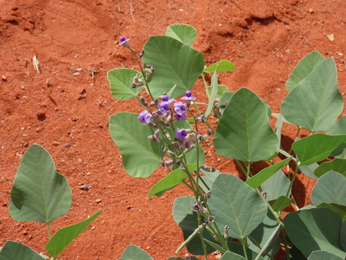 Neorautanenia mitis, photograph 5