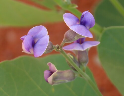 Common Gemsbokbean (Neorautanenia mitis)