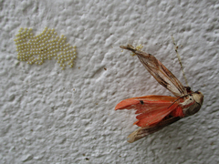 Teracotona submacula