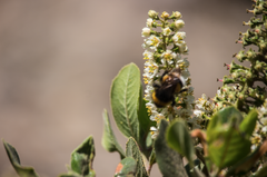 Escallonia pulverulenta