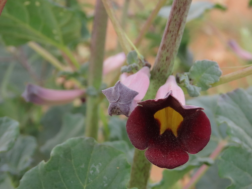 Rogeria adenophylla (Rogeria adenophylla)
