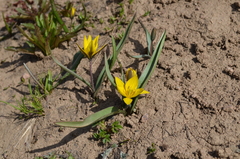 Tulipa dasystemon