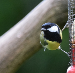 Parus major newtoni