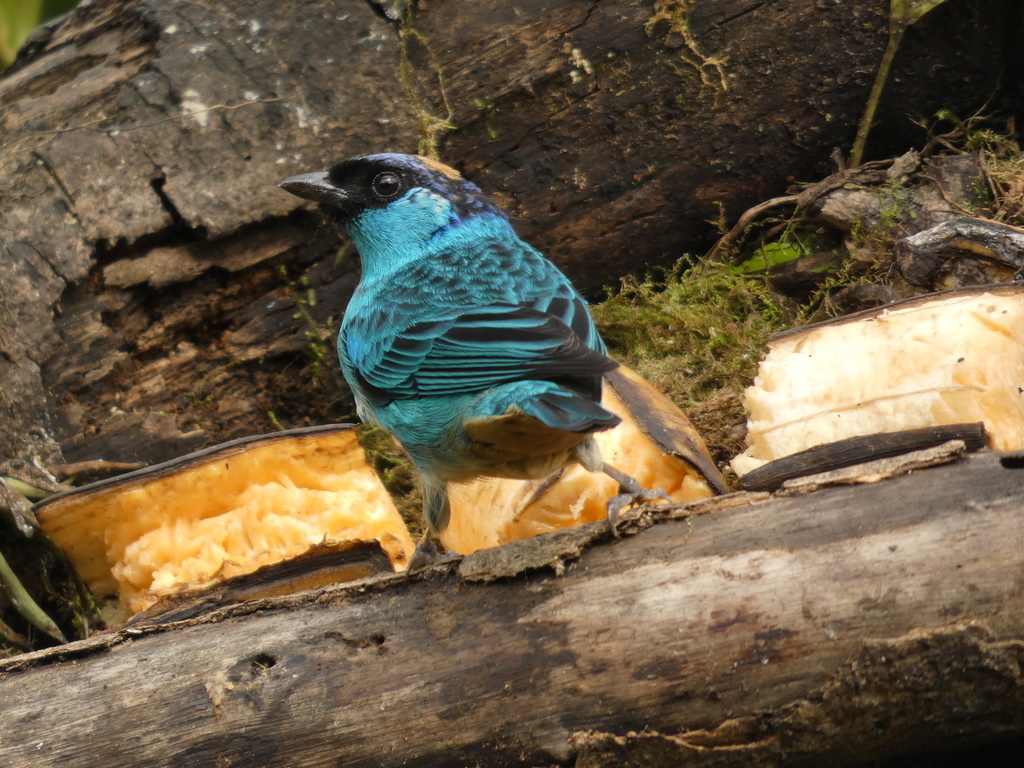 Chalcothraupis