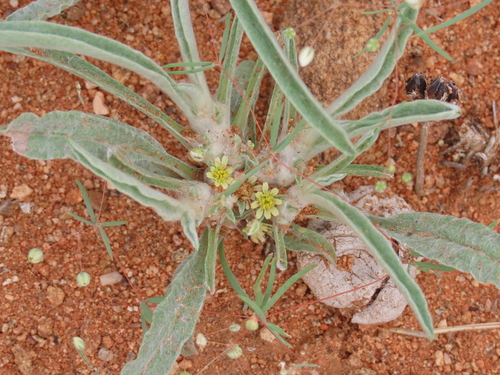 Felt Vomitdaisy (Geigeria acaulis)
